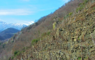 Strada-Reale-dei-Vini-Torinesi